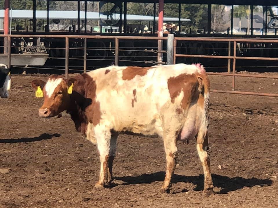 Picture: VikingRed bull daughter – 1st lactation – Hoekstra Dairy