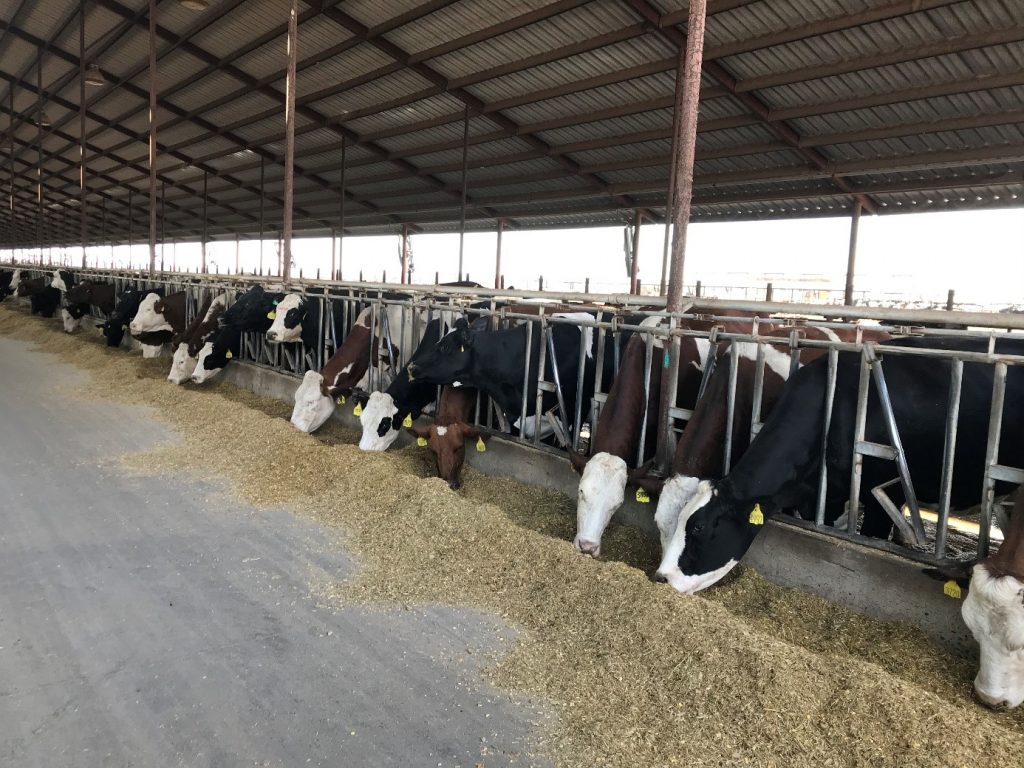 Hoekstra Dairy, group of cows in 3rd lactation averaging 54,4kg/day. Hoekstra Dairy production amounts to 12.700 kg of milk for 1.335 ProCROSS cows.