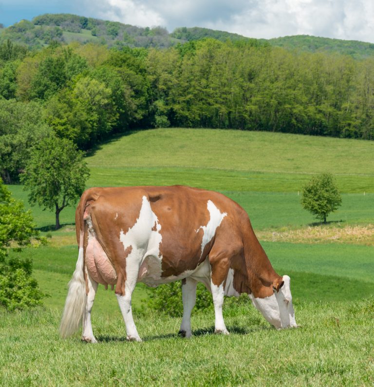 Holstein cow by Giorgio Soldi