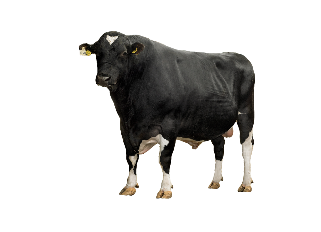 Viking Holstein cow
