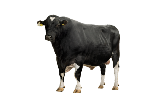 Viking Holstein cow